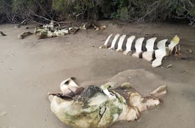 El misterioso istmo de Ofqui: inédita expedición científica documentó las características de esta desconocida zona de la Región de Aysén