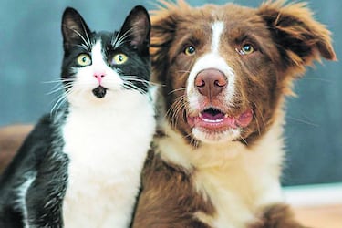 Imagen gato-perro-presentacion