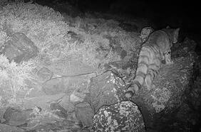 Video muestra cómo es el esquivo “Fantasma de los Andes” recién avistado cerca de Santiago