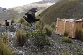 Liberan en Bolivia a dos hembras de cóndor andino en peligro de extinción