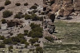 Captan a tiernas crías de ñandú del norte corriendo por el Altiplano Tarapaqueño