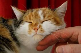 ¿Por qué y cómo ronronean los gatos? Los científicos por fin tienen la respuesta