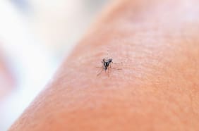 Qué se sabe del oropouche, el virus detectado en Latinoamérica que no tiene vacuna