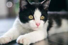 El gato que siempre quería las luces apagadas