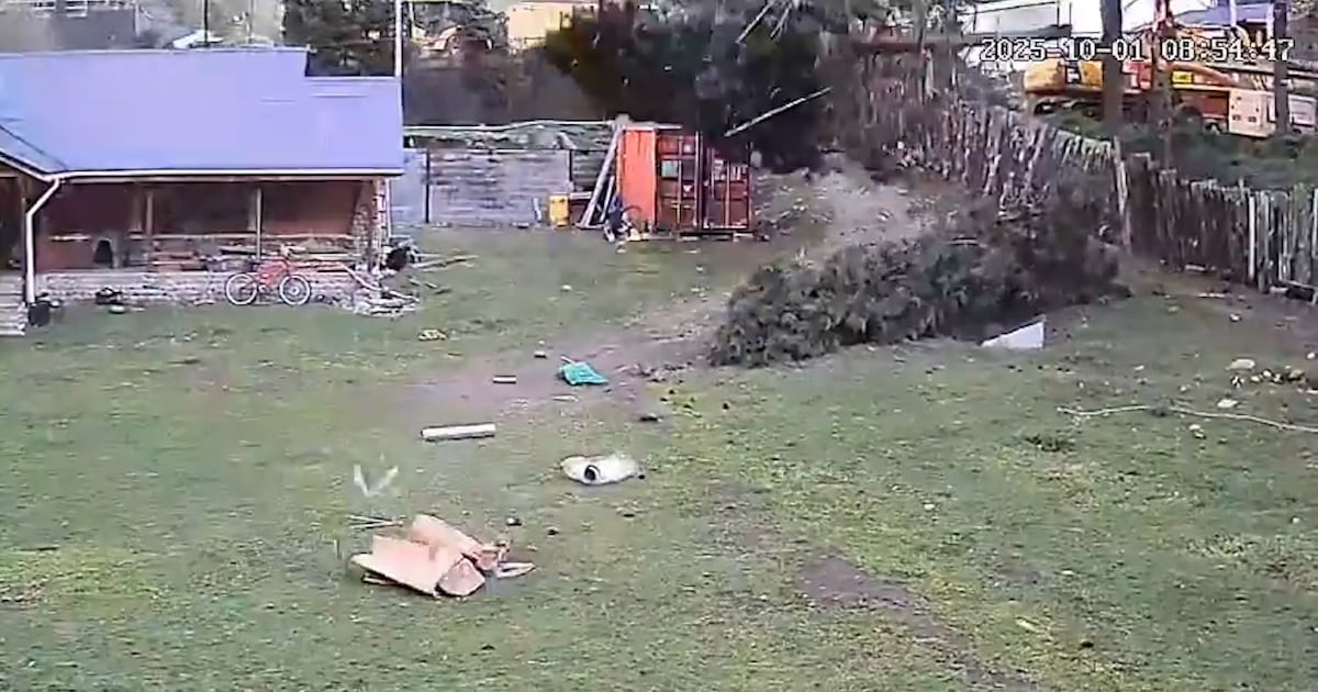 Fuertes ráfagas de viento derriban un árbol en Coyhaique