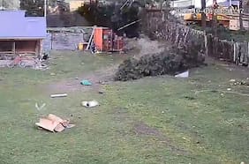 Fuertes ráfagas de viento derriban un árbol en Coyhaique