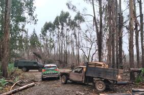 Detienen en flagrancia a cuatro sujetos por robo de madera en predio forestal en Ercilla