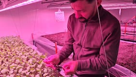 Científico chileno apuesta por la energía nuclear para salvar cultivos en tiempos de sequía