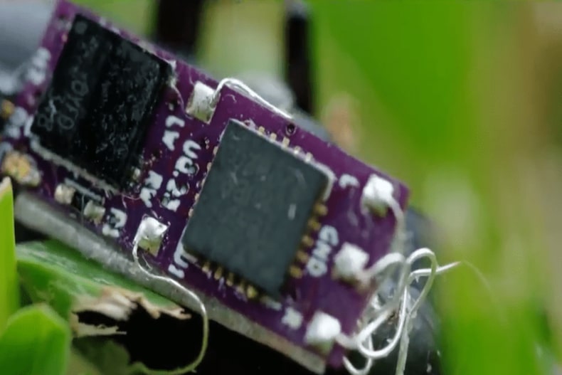 Mitad insecto, mitad robot: así son los escarabajos cyborg que podrían ser claves en los rescates del futuro