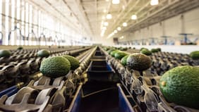Gremio de palta en Chile proyecta su mejor producción en 17 años