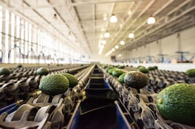 Gremio de palta en Chile proyecta su mejor producción en 17 años