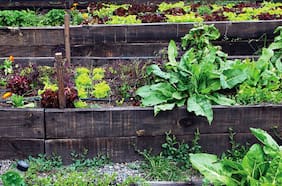 Cultivar comida es como imprimir dinero