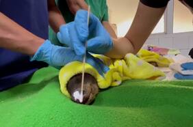 Veterinarios buscan curar a los animales afectados por el fuego en el Sur de Chile