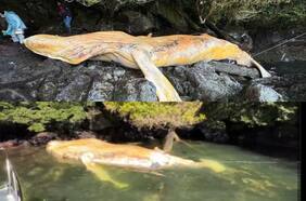 Sernapesca presenta querella por muerte de ballena jorobada en Laguna San Rafael: Tribunal la declara admisible