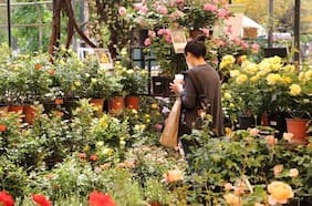 Festival de la Rosa: una fiesta de colores y aromas en el Parque Araucano