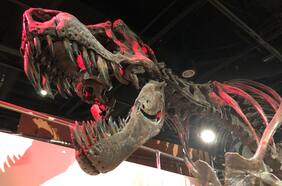 ¿Qué tan rápido caminaba un tiranosaurio Rex?