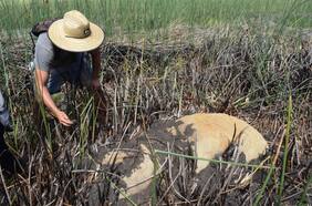 “Nuestros ancestros no saben sobre él”: el impresionante hallazgo de un nuevo moai en laguna seca de Rapa Nui