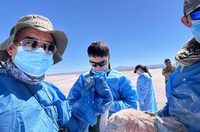 A qué altura y velocidad vuelan: por primera vez instalan monitores satelitales en flamencos chilenos