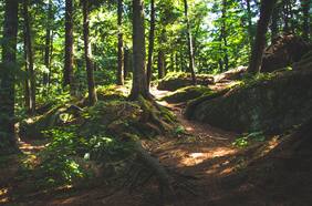 Mes del Medio Ambiente: ARAUCO destaca el rol clave de los bosques para el futuro del planeta