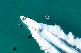 La cruda realidad de las mantarrayas agredidas por los botes