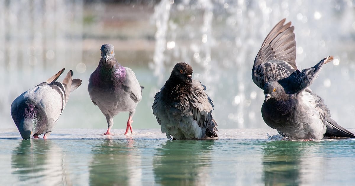 Palomas de Santiago presentan altos niveles de plomo y otros tóxicos en sus plumas