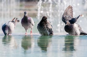 Palomas de Santiago presentan altos niveles de plomo y otros tóxicos en sus plumas