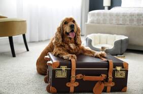 ¿Hotel o cuidador? Consejos para dejar a tus animales mientras estás de vacaciones
