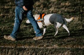 ¿Cuáles son los derechos de las personas con perros guías?