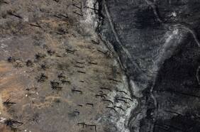 Incluso en suelos carbonizados: Científicos descubren microscópica especie que sobrevive a los incendios forestales