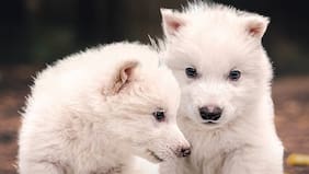 “Jugar a ser Dios”: modificación genética en lobos abre debate bioético