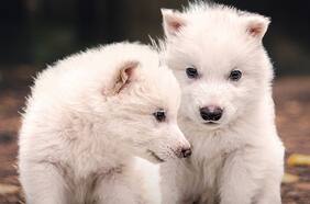 A 30 años de Jurassic Park, ¿realmente los científicos lograron revivir los lobos gigantes de “Juego de Tronos”?