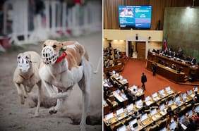 Carreras de galgos