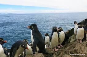 No son uno, son tres: investigación detecta la  existencia de tres especies distintas de pingüinos de penacho amarillo