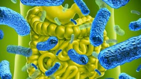 Este probiótico logró eliminar el 43% de los tumores de colon en unas pruebas experimentales