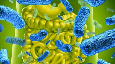 Este probiótico logró eliminar el 43% de los tumores de colon en unas pruebas experimentales