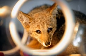 Pumas, zorros y culebras de 2 metros: más de 150 especies habitan precordillera de La Reina y Peñalolén