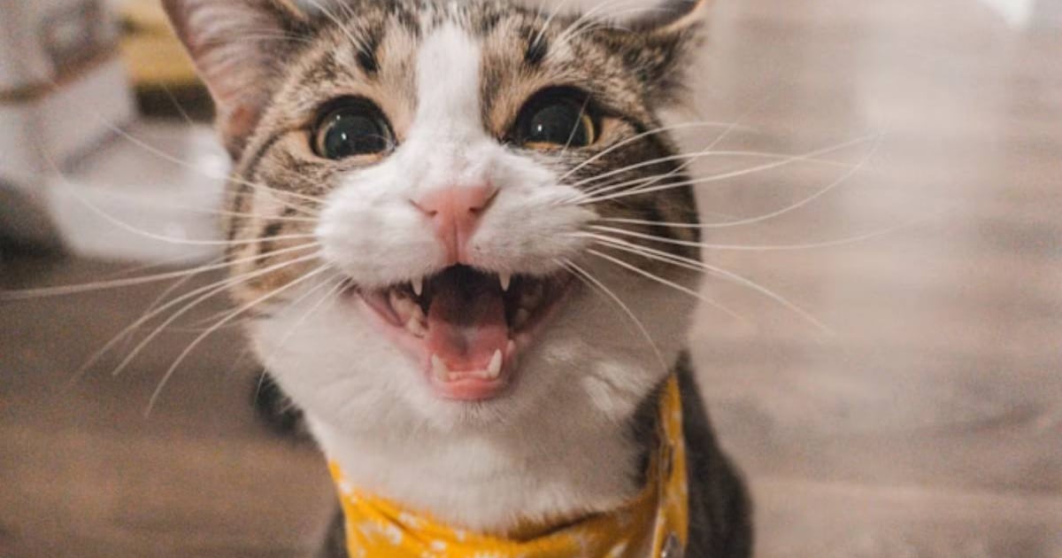 ¡Ojo a tu Gato! 6 Señales de Alerta que Revelan Posibles Problemas de Salud