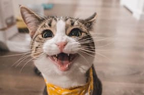 6 pequeños cambios en tu gato que podrían indicar problemas en su salud