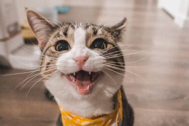 ¿Por qué los gatos caen de pie? Esta es una explicación científica de un misterio sin resolver