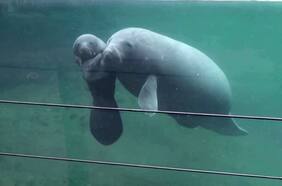 El tierno registro de un manatí bebé nadando por primera vez