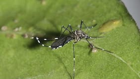 Anuncian cierre temporal de paso fronterizo Cristo Redentor tras detección de mosquito que transmite el dengue