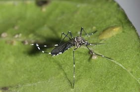 Anuncian cierre temporal de paso fronterizo Cristo Redentor tras detección de mosquito que transmite el dengue