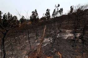 Cambio de uso de suelo posincendio: un incentivo perverso para la eliminación de bosques nativos