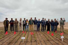 Científicos del INIA prueban sembrar arroz que resiste a la sequía en Arica y Parinacota