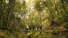 Proyecto +Bosques alcanza 20 mil hectáreas intervenidas y beneficia a más de 7 mil propietarios