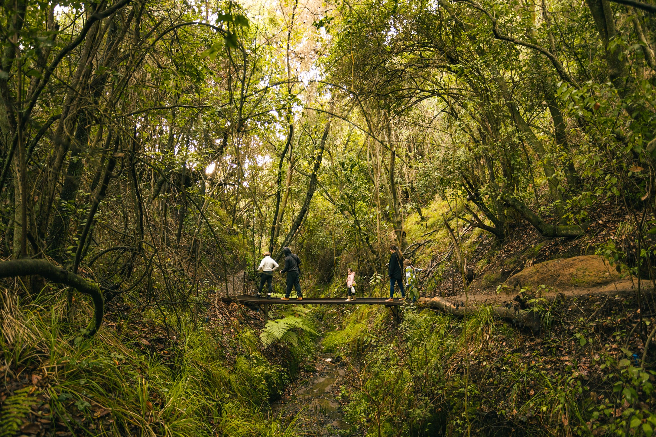 Proyecto +Bosques alcanza 20 mil hectáreas intervenidas y beneficia a más de 7 mil propietarios