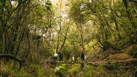 Proyecto +Bosques alcanza 20 mil hectáreas intervenidas y beneficia a más de 7 mil propietarios