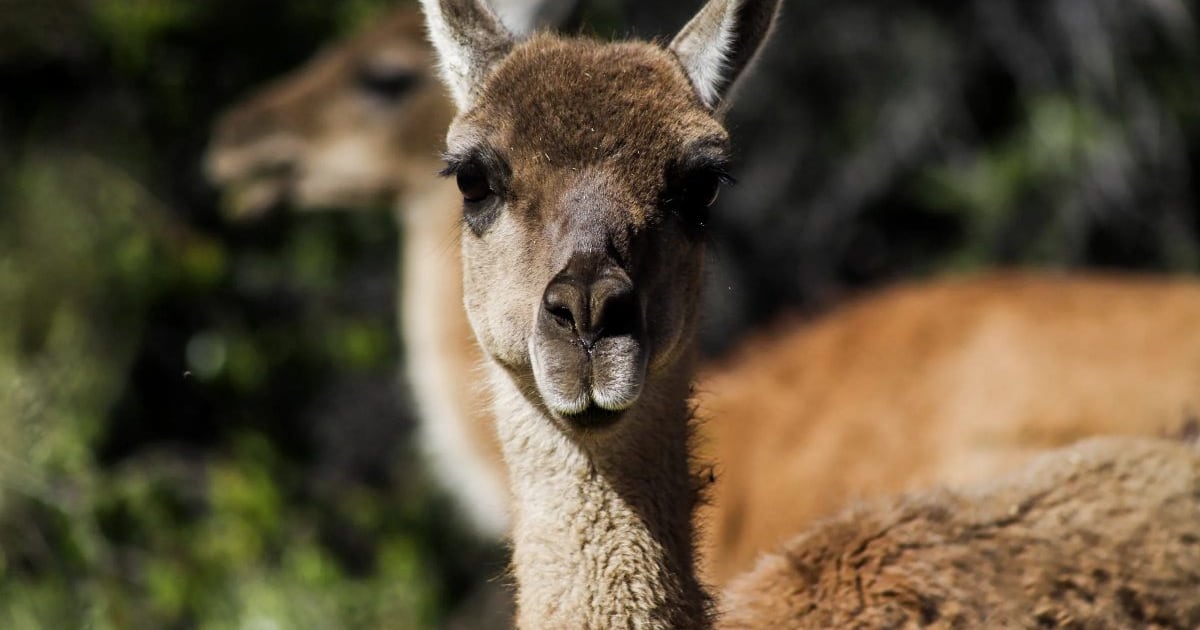 Los 16 guanacos que van a repoblar la cordillera de la Región Metropolitana
