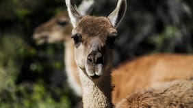 Los 16 guanacos que van a repoblar la cordillera de la Región Metropolitana