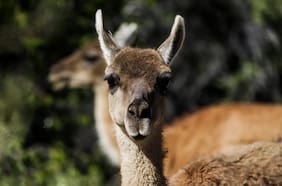 Los 16 guanacos que van a repoblar la cordillera de la Región Metropolitana